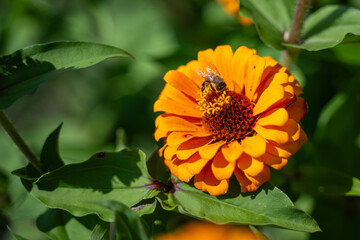 Orange zinnia being visited by honeybee