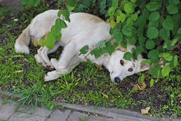 Stray white dog resting on the ground near bushes in a quiet green area. Street animal scene conveying realism, vulnerability, and natural behavior, ideal for documentary and awareness use.