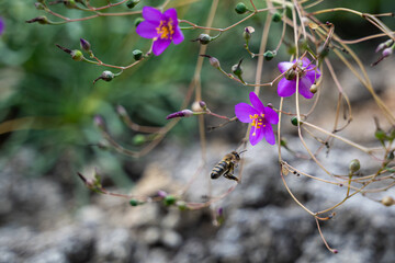 Honeybee flying toward a purple flameflower