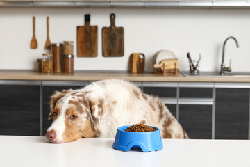 Fluffy Australian Shepherd dog sitting with bowl of dry food at table in kitchen