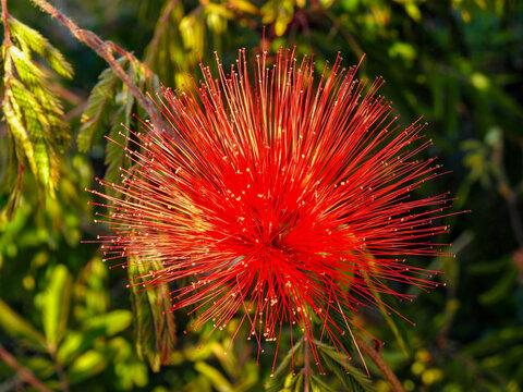 Flor ex&oacute;tica Calliandra haematocephala em destaque com fundo desfocado. Fotografia macro de uma escova-vermelha, com estames finos e vibrantes em tons de vermelho, capturada sob luz natural. 