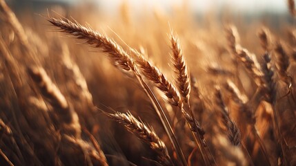Fototapeta premium Golden wheat stalks gleam warmly in a field, softly focused and sunlit
