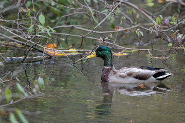 Male mallard duck swimming in a pond with branches and twigs hanging over the water