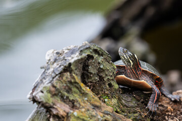 Eastern painted turtle basking on a log
