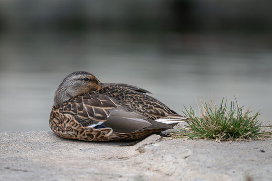 Female mallard duck resting on a rock with its bill tucked into the feathers on its back and a tuft of grass - Powered by Adobe