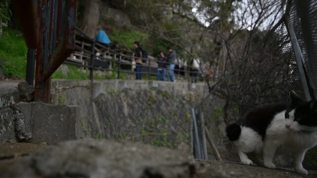 坂の町の地域猫 （広島県尾道市, 2025年4月）