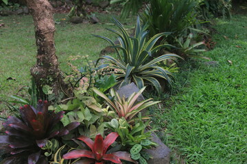 Fototapeta premium garden concept that combines several types of plants such as bromeliads, agave, calatea, syngonium, frangipani to beautify the yard