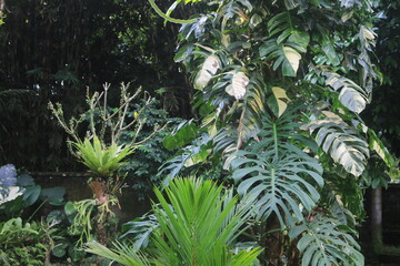 Obraz premium Monstera and Epiprenum variegata plants that grow lush and thick in the garden at home