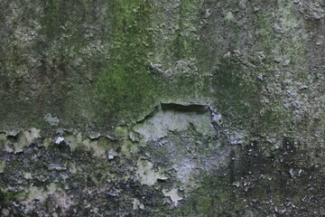 The white walls of the house are covered in moss and peeling due to the damp weather
