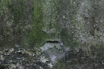 The white walls of the house are covered in moss and peeling due to the damp weather