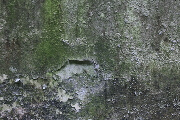 The white walls of the house are covered in moss and peeling due to the damp weather