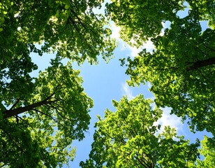 Fototapeta premium Vibrant green tree canopy viewed from below, bathed in sunlight against a clear blue sky, evoking nature's beauty and tranquility.