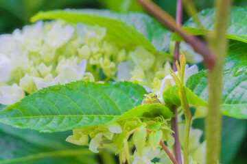 紫陽花の葉に乗るアマガエル