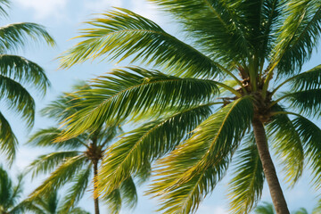 Palm Trees Against Blue Sky - Photo