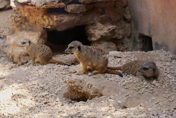 Meerkats suricates standing and resting by burrow on sandy ground in rocky zoo enclosure, Santa Eugènia, Mallorca. Desert habitat animals, african wildlife, conservation, controlled environment.