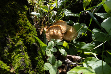 Wild mushrooms growing on forest floor among moss and plants
