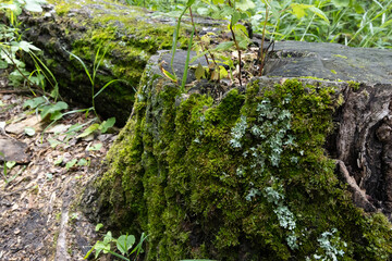 Tree stump covered with moss and lichen in forest environment