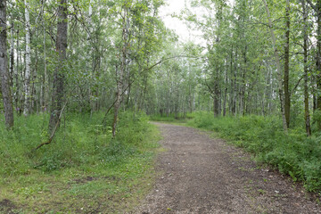 Forest path through lush green woodland in summer