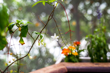 orange flower vine