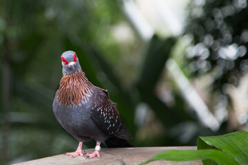 coo coo bird in the Wild