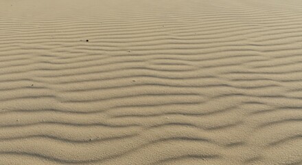 Fototapeta premium Textured Sand Dunes Under Soft Sunlight