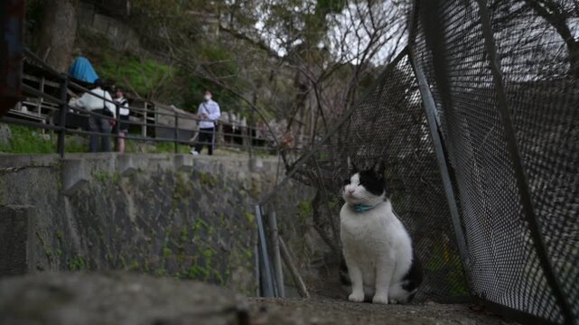 坂の町の地域猫 （広島県尾道市, 2025年4月）