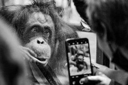 une admiratrice prend une photo avec son smartphone d'un gorille  