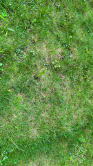 Green moss on the ground photo, Moss texture, Moss background