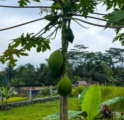 Papaya fruit on papaya tree in farm