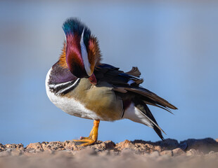 Colorful duck preening by the water, A Mandrin Duck.