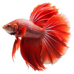 Fototapeta premium Vibrant Red Fish, Stunning Aquarium Fish Tail CloseUp View