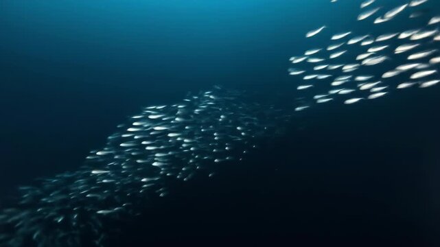 Large school of sardines swimming together in deep ocean water, creating patterns.