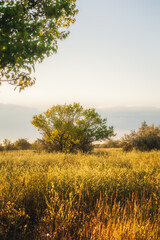 a lonely tree, covered in green foliage, illuminated by the warm morning rays of the sun