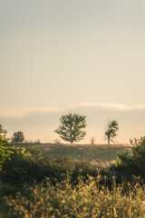 Obraz premium a lonely tree, covered in green foliage, illuminated by the warm morning rays of the sun