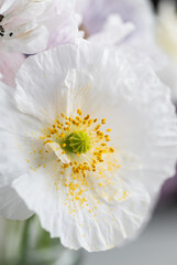Close up of Various Colors of Shirley Poppy