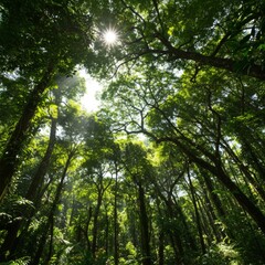 Fototapeta premium Sunlit Green Forest Canopy