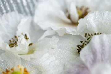 Close up of Shirley Poppies with Various Petals