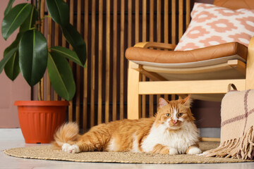 Cute fluffy cat lying on rug near armchair at home © Pixel-Shot