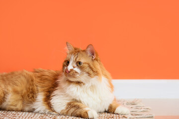 Cute fluffy cat lying on rug near orange wall, closeup