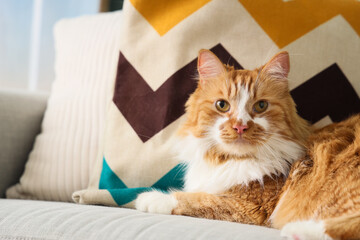 Cute fluffy cat lying on couch at home, closeup