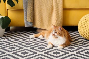 Cute fluffy cat lying on carpet near sofa at home