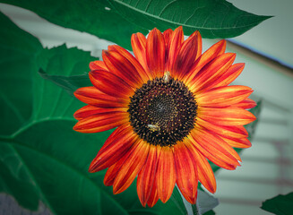 A vibrant red sunflower with striking orange and red petals stands out against the backdrop of lush green leaves. Bees are seen collecting pollen at the dark center of the flower.