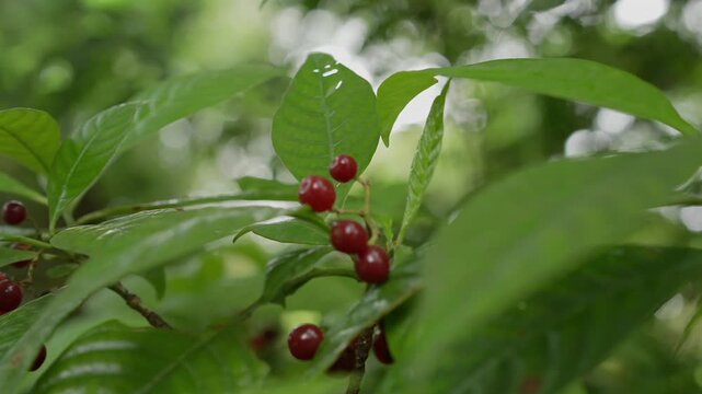 DeeringCoralGables_Sony23_12