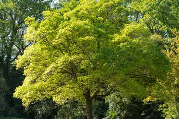Fototapeta premium Fresh Green Tree in Early Summer Sunlight④
