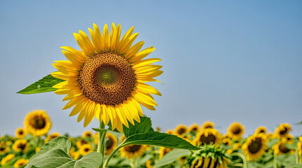 Fototapeta premium Sunflower sea in summer, natural scenery, commercial advertising background material