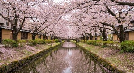 Cherry blossoms line a canal (2)