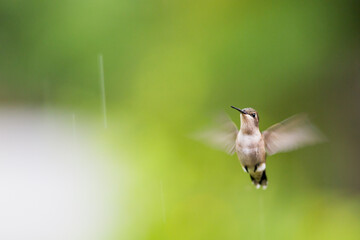 hummingbird in flight
