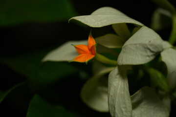 Vibrant Mussaenda with Star-Shaped Blooms and Showy Bracts