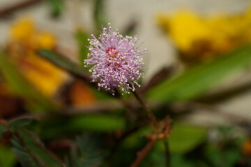 Mimosa Pudica Folding Leaves in Response to Touch
