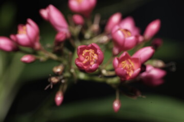 Jatropha Integerrima with Vivid Star-Shaped Tropical Blooms